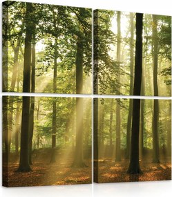 Vászonkép 50x50 Erdő napsugarak köd természet nyugalom harmónia fák ősz