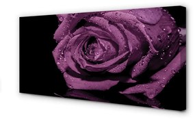 Canvas képek lila rózsa 120x60 cm