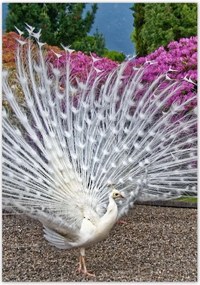 Poszterek 70x100 Madarak