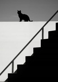 Poszter 21x29,7cm Sziluett és szimmetria