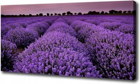 Nagyméretű vászonkép Levendulamező 100x70 cm