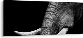 Kép - Elefánt agyar (120x50 cm)