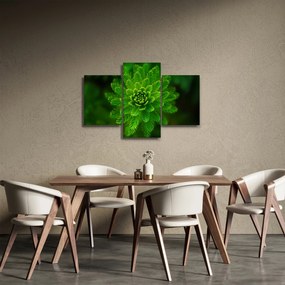 Tűlevelű képé (90x60 cm)