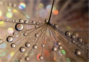 Fotótapéta Flizelin Dekoratív az irodába Gyöngycseppek 208x146 Ragasztó