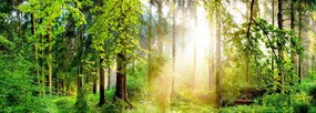 3D fotótapéta Nappali Hálószoba Erdő Fák Nap 392x260 P01 F