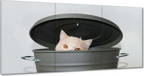 Képek 180x90 Cica Cicák Macskák