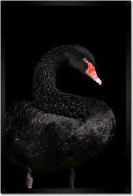 Poszter keretben 40x60 Fekete hattyú Ausztrália