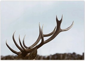 Poszterek 100x70 Szarvas felszarvazott