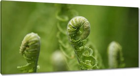 Vászonkép 115x55 Páfrányok Erdő Zöld levél