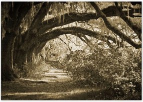 Poszterek 100x70 Tölgyek a Szépia parkban