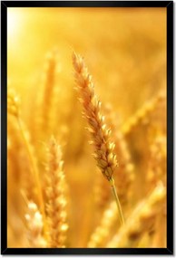 Poszterek keretben 40x60 Gabona érik a napfényben