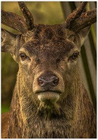 Poszterek 70x100 Szarvas tekintet