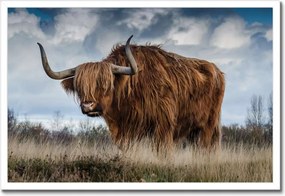 Poszter keretben 60x40 Felvidéki tehén Szarvak