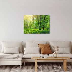 Kép - Tavaszi lomberdő (üvegen) (70x50 cm)