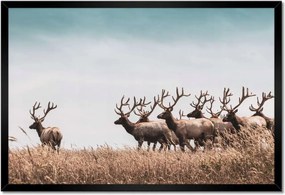 Poszter keretben 60x40 Szarvascsorda Szarvak