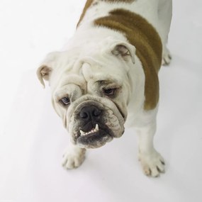 Poszter 30x30cm Brit bulldog, fehér alapon, Assaf Frank