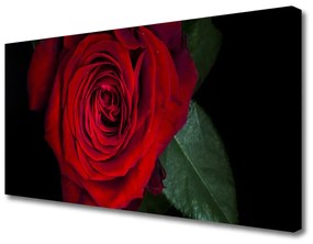 Vászonfotó Rose A Wall 100x50 cm