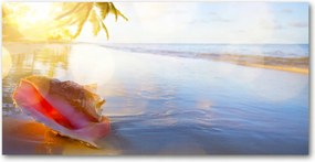 Fotótapéta üveg falra Kagyló a tengerparton 140x70