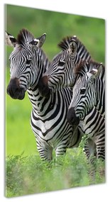 Akrilkép Három zebrák oav-48214640