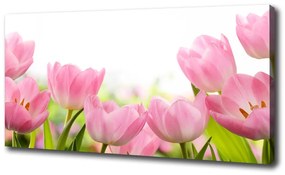 Egyedi vászonkép Rózsaszín tulipánok oc-76412458