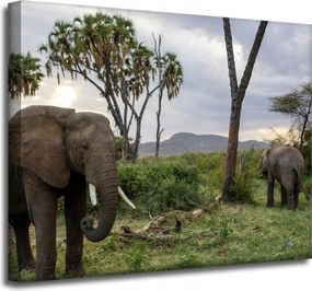 Vászonkép Állatok Elefánt csoport 50x40 cm