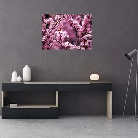 Kép - Rózsaszín sakura (70x50 cm)