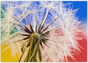 Poszterek 100x70 Pitypang színes