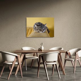 Macska a kanapén képe (üvegen) (70x50 cm)