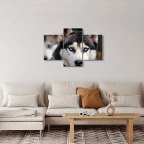 Husky kutya kép (90x60 cm)