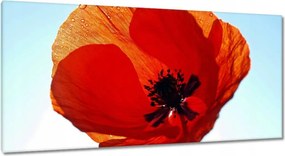 Vászonkép 115x55 Pipacs Virágok