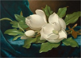 Kép - Martin Johnson Heade, Giant Magnolias on a Blue Velvet Cloth, reprodukciók (70x50 cm)