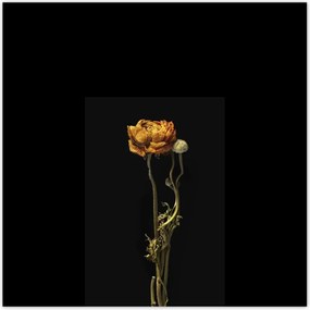 Poszterek 100x100 Szárított piros pipacs