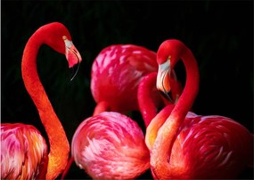 Vörös flamingók képe
 (üvegen) (70x50 cm)