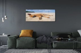 Üvegképek Fekvő kutya strand 120x60cm