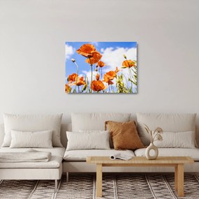 Pipacsok képe (üvegen) (70x50 cm)