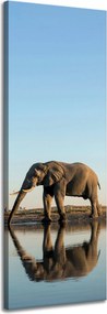 Vászonkép Elefánt iszik vizet természetes környezetben 40x120 cm