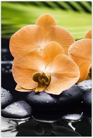 Poszterek 80x120 Narancssárga orchideák