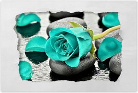 Poszterek 90x60 Türkiz rózsa