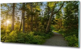 Fotótapéta üvegfalra Rózsaszín orchidea 125x50