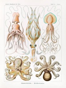 Reprodukció Gamochonia–Trichterkraken, Ernst Haeckel