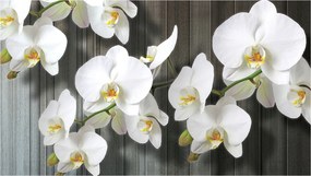 Fotótapéta Fehér orchideák háttér 350x250 finom kontraszt virágok +ragasztó