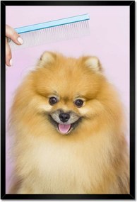 Poszterek keretben 40x60 Kutyaszőr fésülés