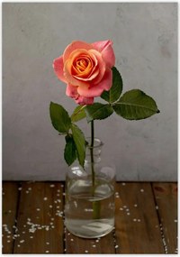 Poszterek 70x100 Rózsa Virág Virágok Rózsa