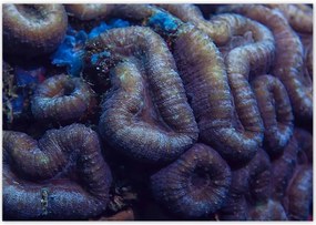 Poszterek 100x70 Vad természet az óceánban