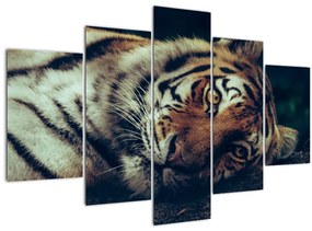Kép - Szibériai tigris (150x105 cm)