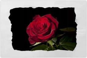 Poszterek 60x40 Aranyos rózsa