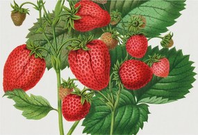 Flizelin tapéta Flizelin Fali Prémium Nyári gyümölcsök 152x104 Ragasztó