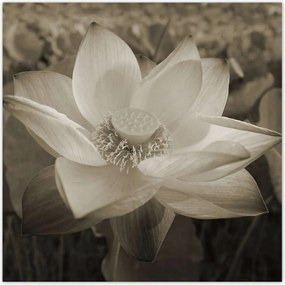 Poszterek 100x100 Lótusz Lótuszvirág