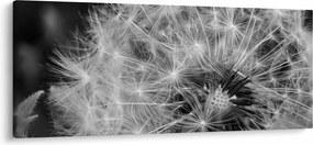 Kép - pitypang pehely (120x50 cm)