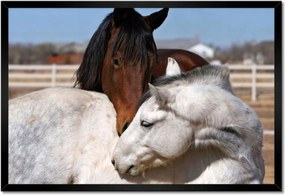 Poszterek keretben 60x40 Lovak